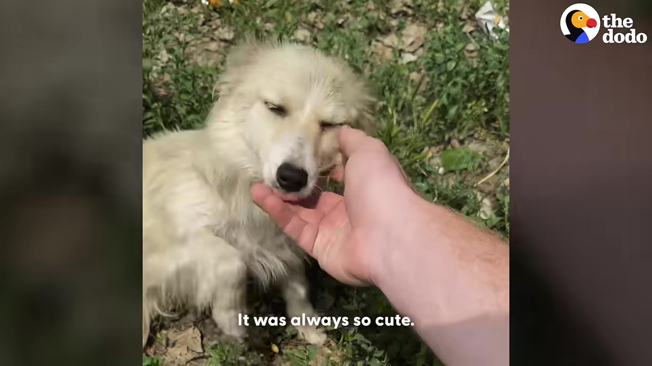 A close-up shot of a fluffy, light-colored dog being gently petted under the chin by a person's hand outdoors.