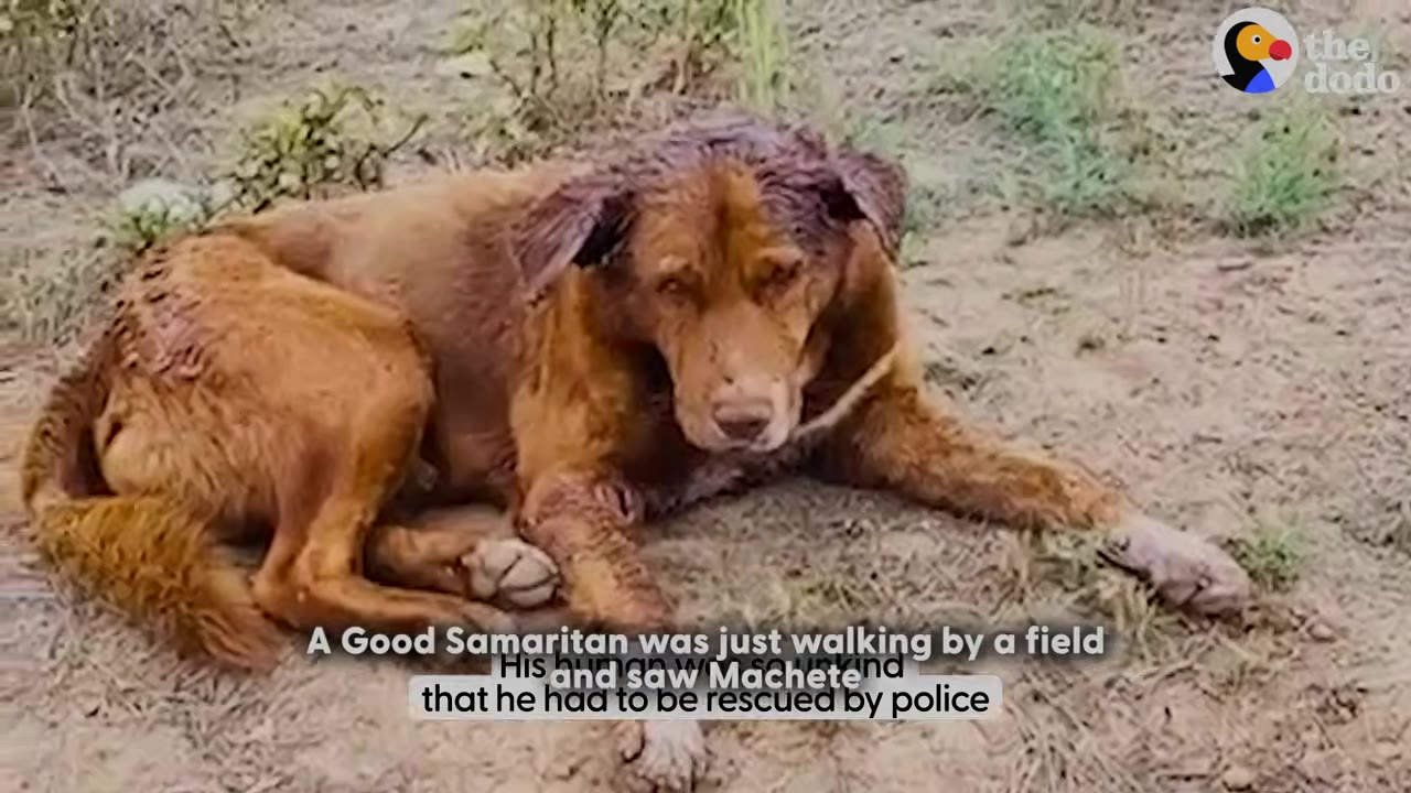 A brown dog named Machete lies injured and dirty on the ground in a field, looking sad and exhausted.