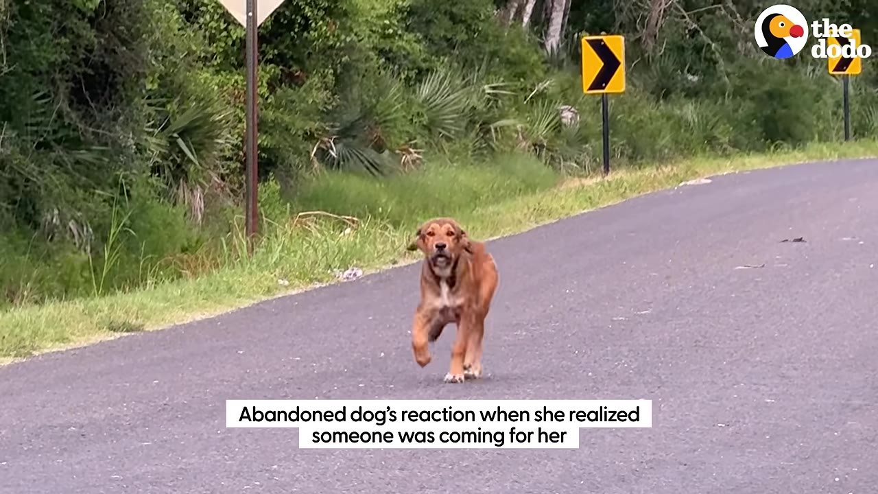A brown dog runs down an empty paved road towards the camera, with green foliage and road signs in the background.