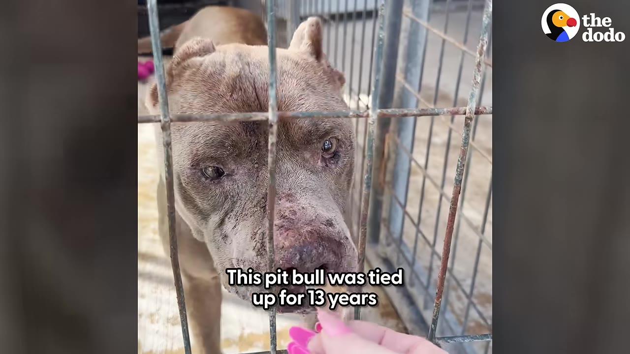 A close-up of a senior pit bull with a weathered face looking through a metal cage as a hand gently reaches out to touch its chin.