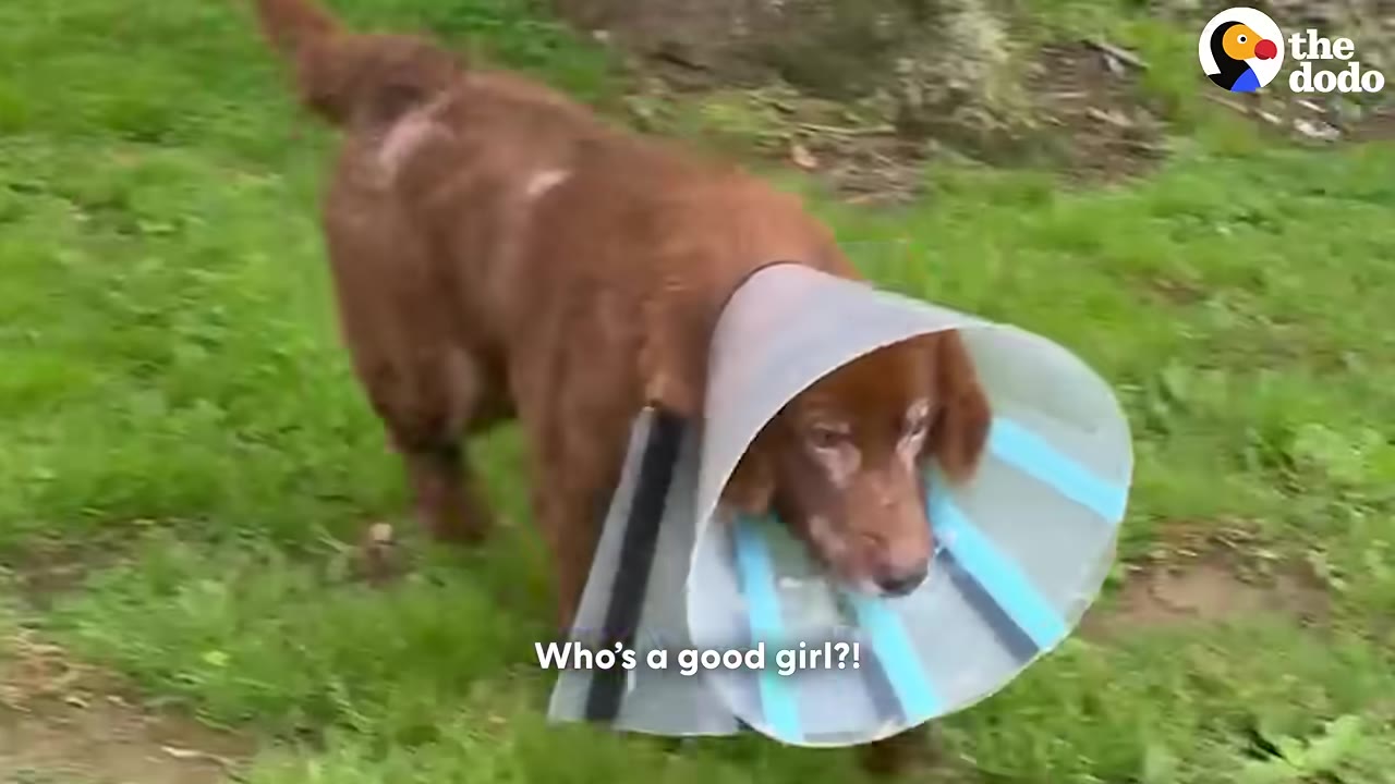 A brown dog wearing a protective medical cone walks on a grassy lawn.
