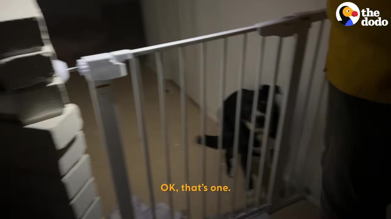 A black dog seen behind a white safety gate inside a dimly lit home.