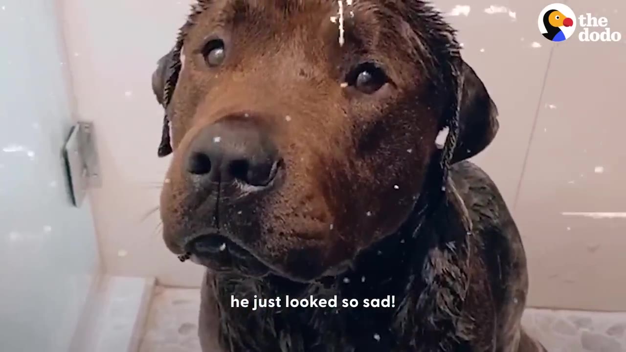 A close-up of a wet, brown dog looking up with sad eyes during a bath.