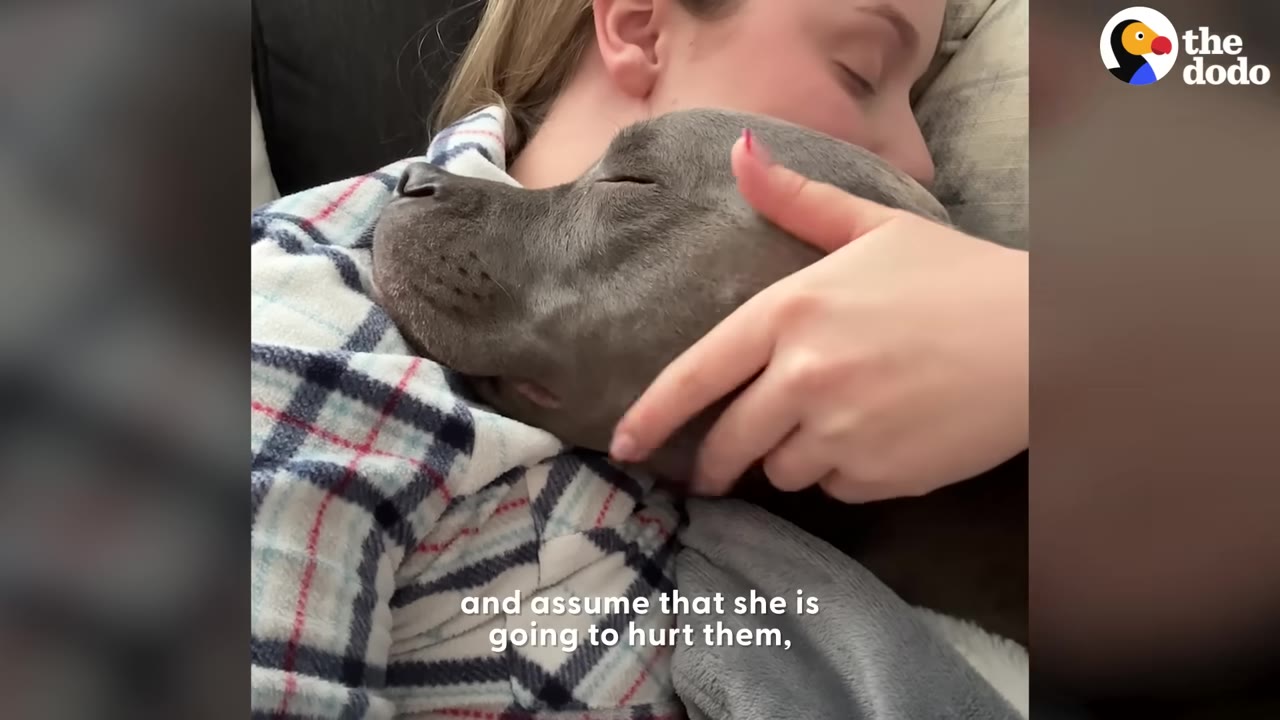 A gray pit bull resting its head peacefully on a woman's shoulder while being gently stroked.