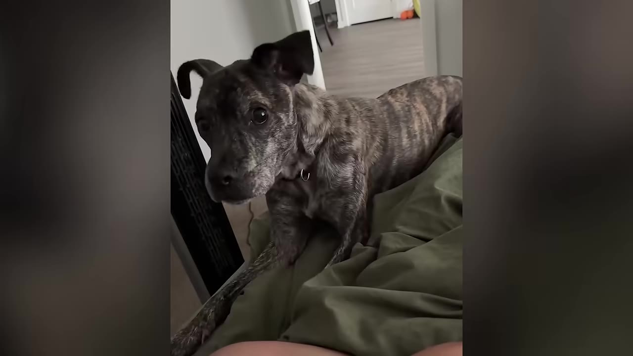 A brindle dog lies on a green blanket, looking up with wide, attentive eyes towards the camera.
