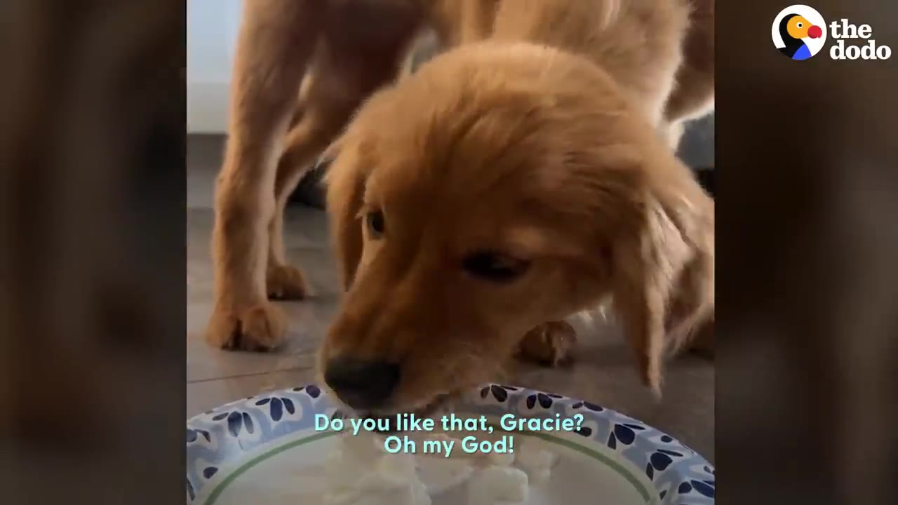 A golden puppy eating food off a blue and white patterned paper plate on the floor.