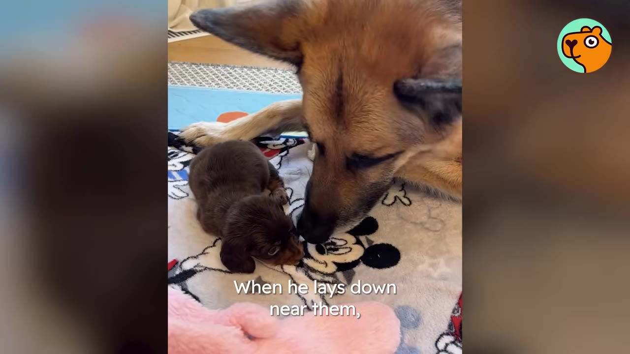 A German Shepherd dog lying down and gently resting its nose next to a tiny brown puppy on a Mickey Mouse blanket.
