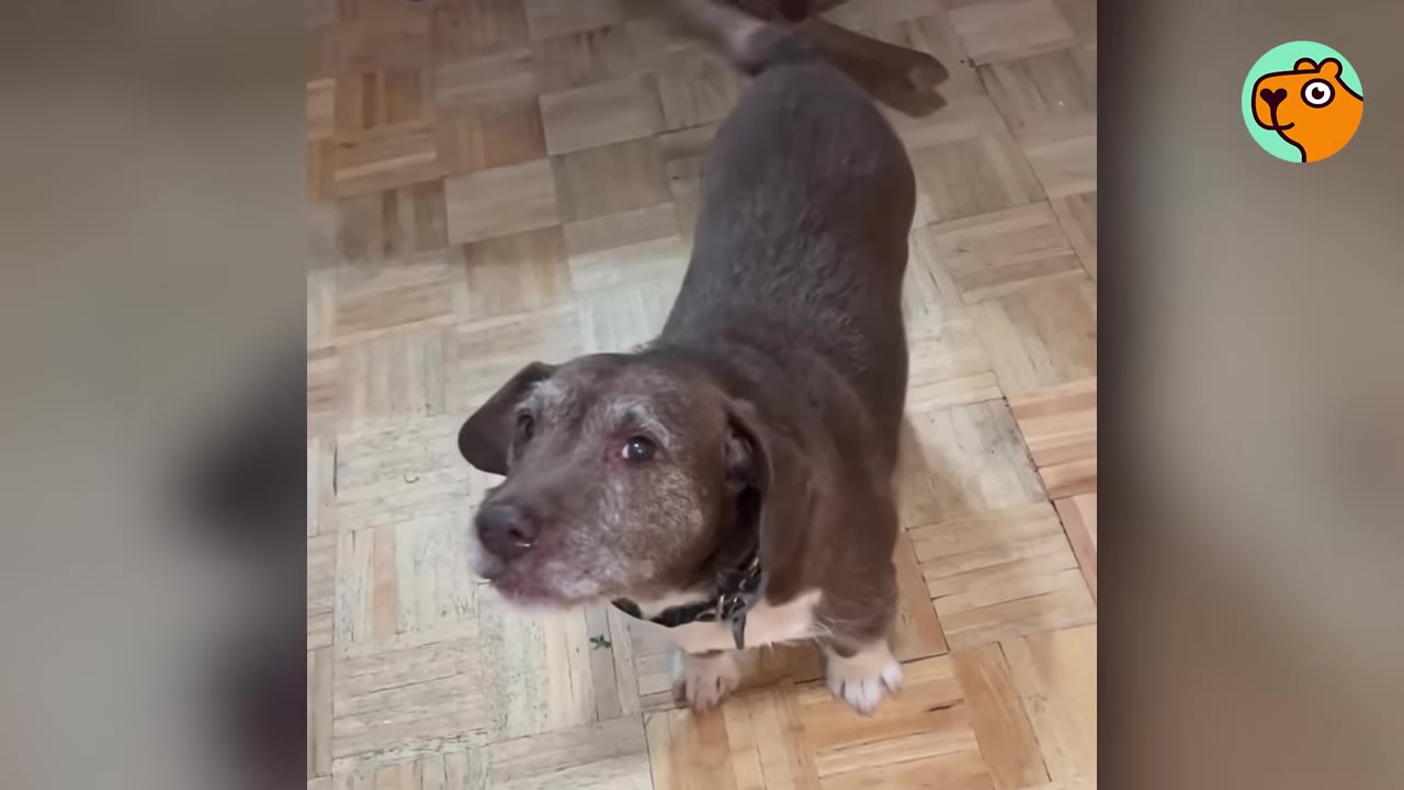 A brown dog with graying fur around its muzzle looking up intently while standing on a wooden parquet floor.