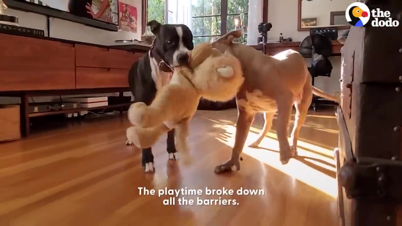 A black and white dog and a tan dog play together in a living room, both biting onto a plush stuffed animal toy.