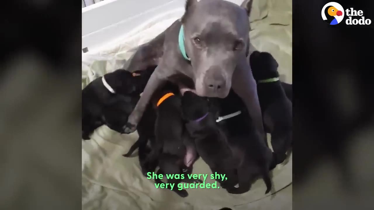 A gray pit bull mother dog sits on a blanket surrounded by her nursing black puppies.