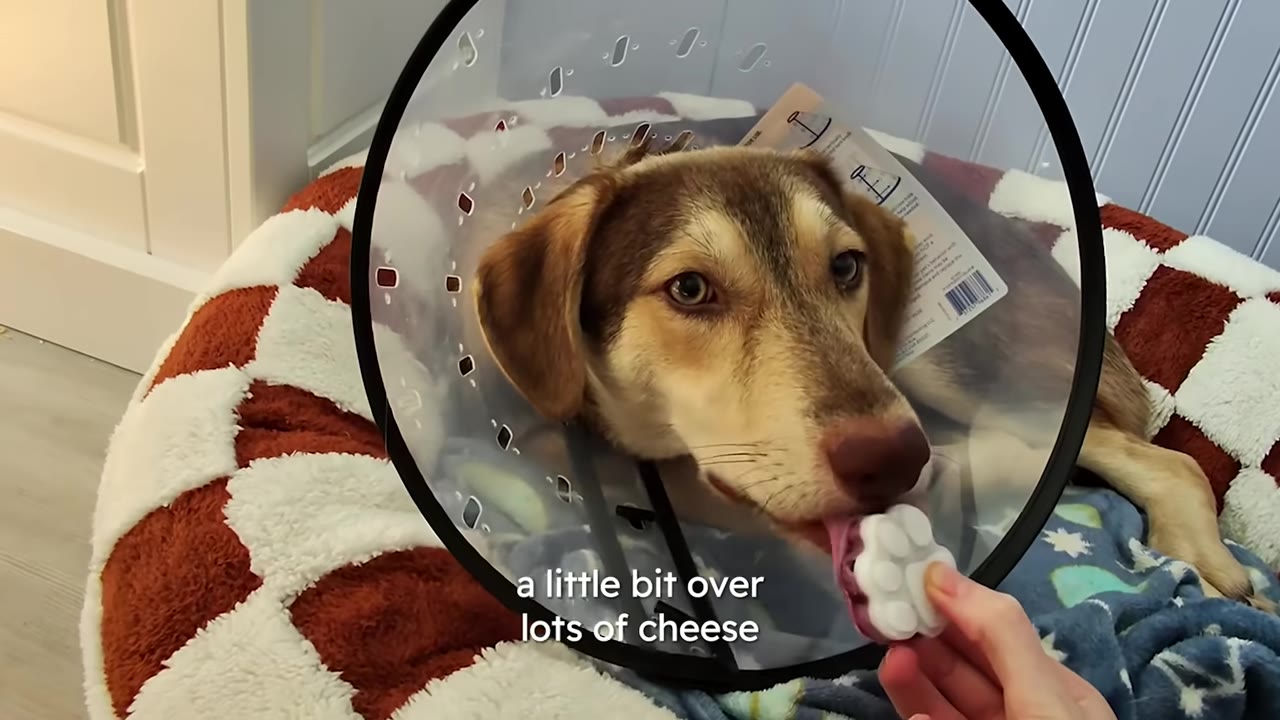A dog wearing a clear protective cone lies on a checkered bed and licks a paw-shaped treat held out by a person.