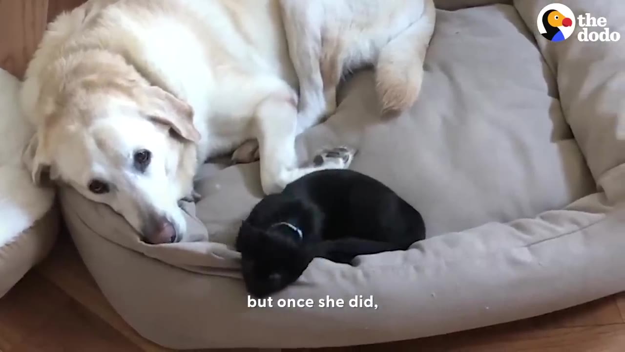 A yellow Labrador lying on a dog bed looking down at a small black kitten curled up beside it.