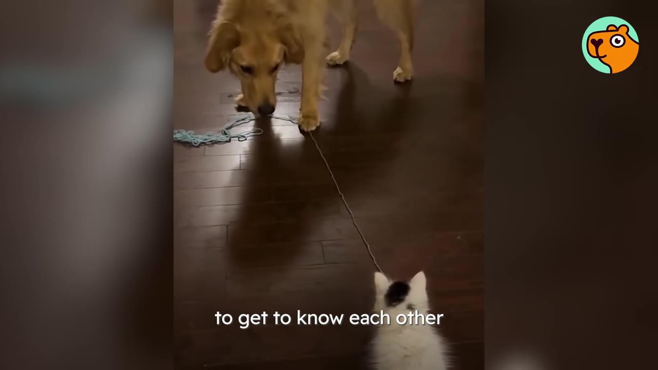 A golden retriever dog stands on dark wooden flooring looking down at a string toy connected across to a small white and black kitten.