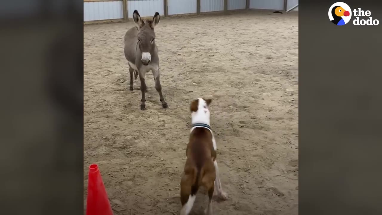 A brown and white dog stands in a sandy arena facing a small grey donkey.