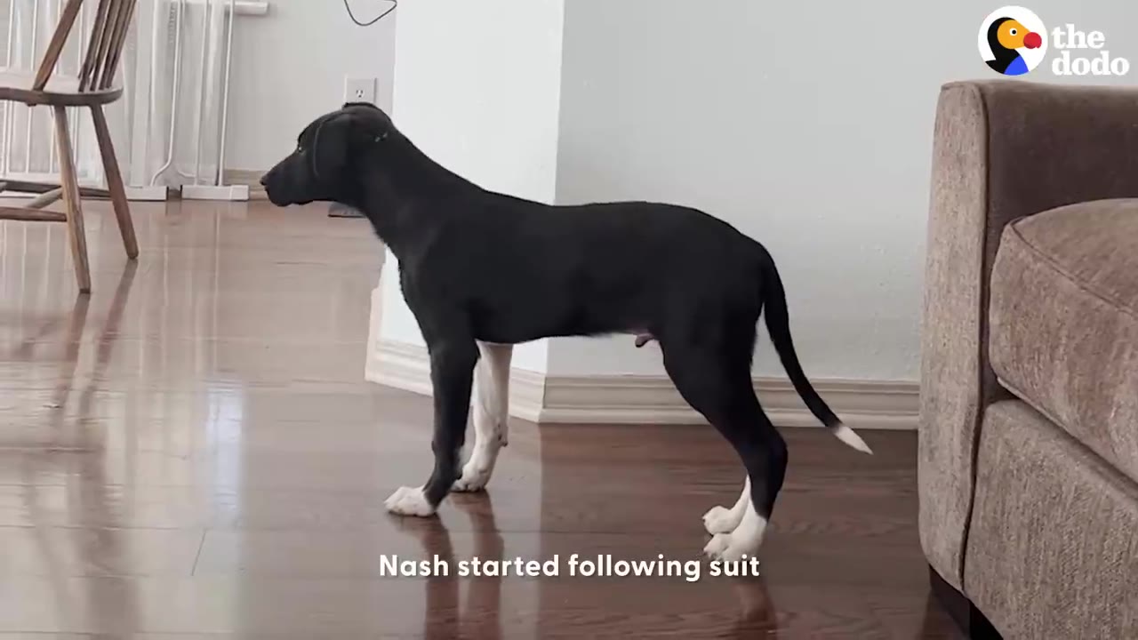 A black puppy with white paws standing alert on a hardwood floor indoors.
