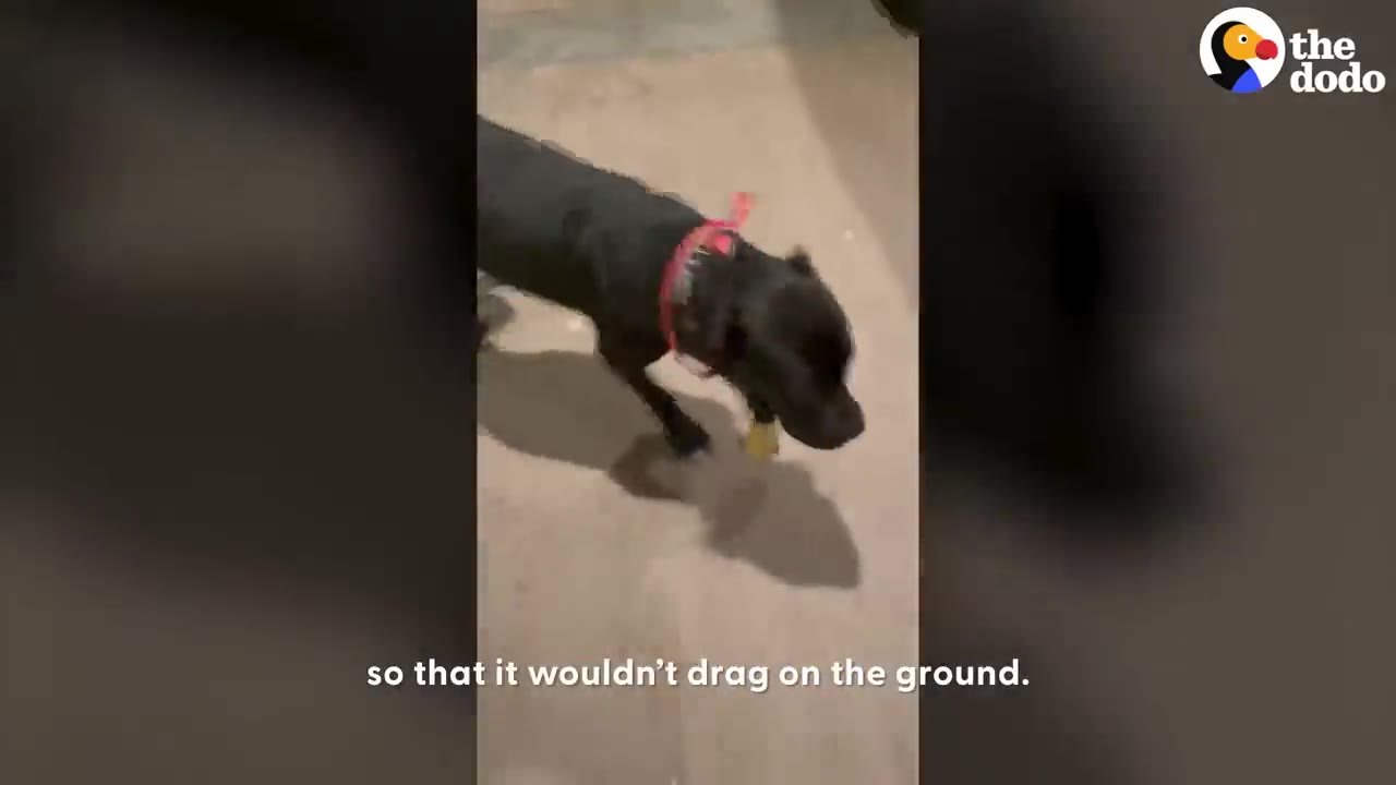 A black dog walking forward while wearing a red strap and support sling around its hind leg.
