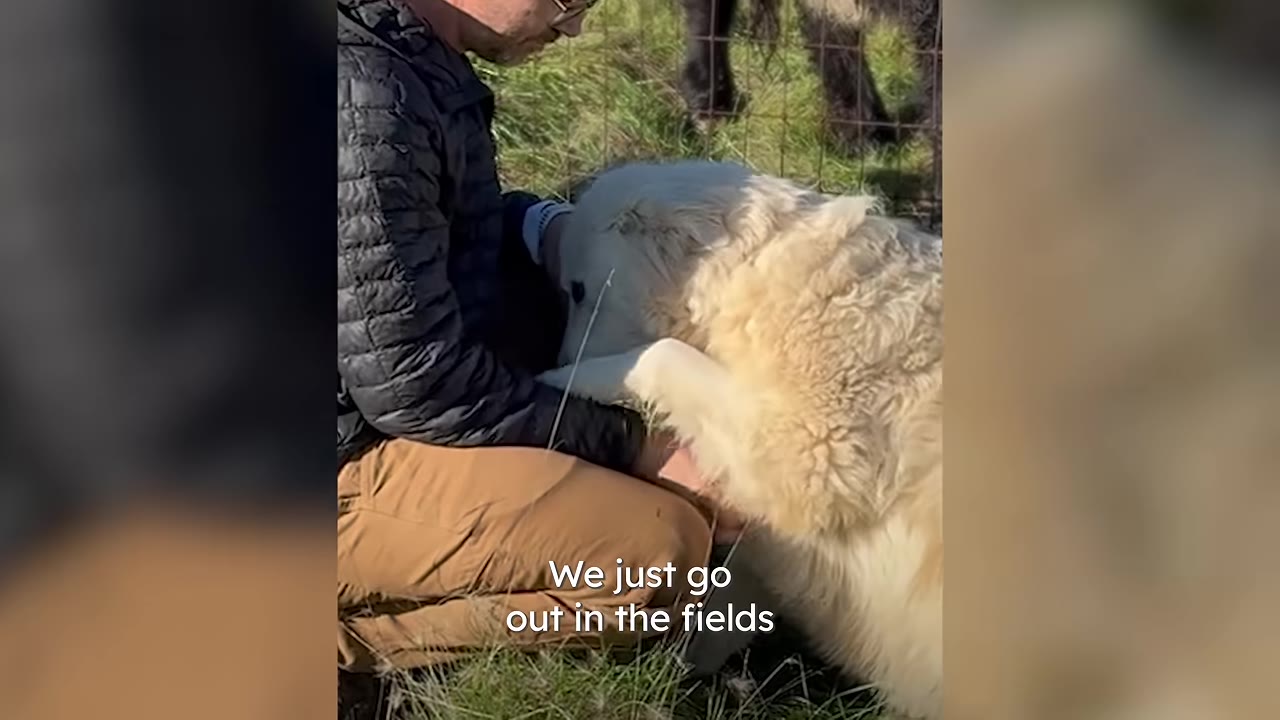 A man kneeling in a grassy pasture gently petting a large, fluffy white dog that is leaning against him.