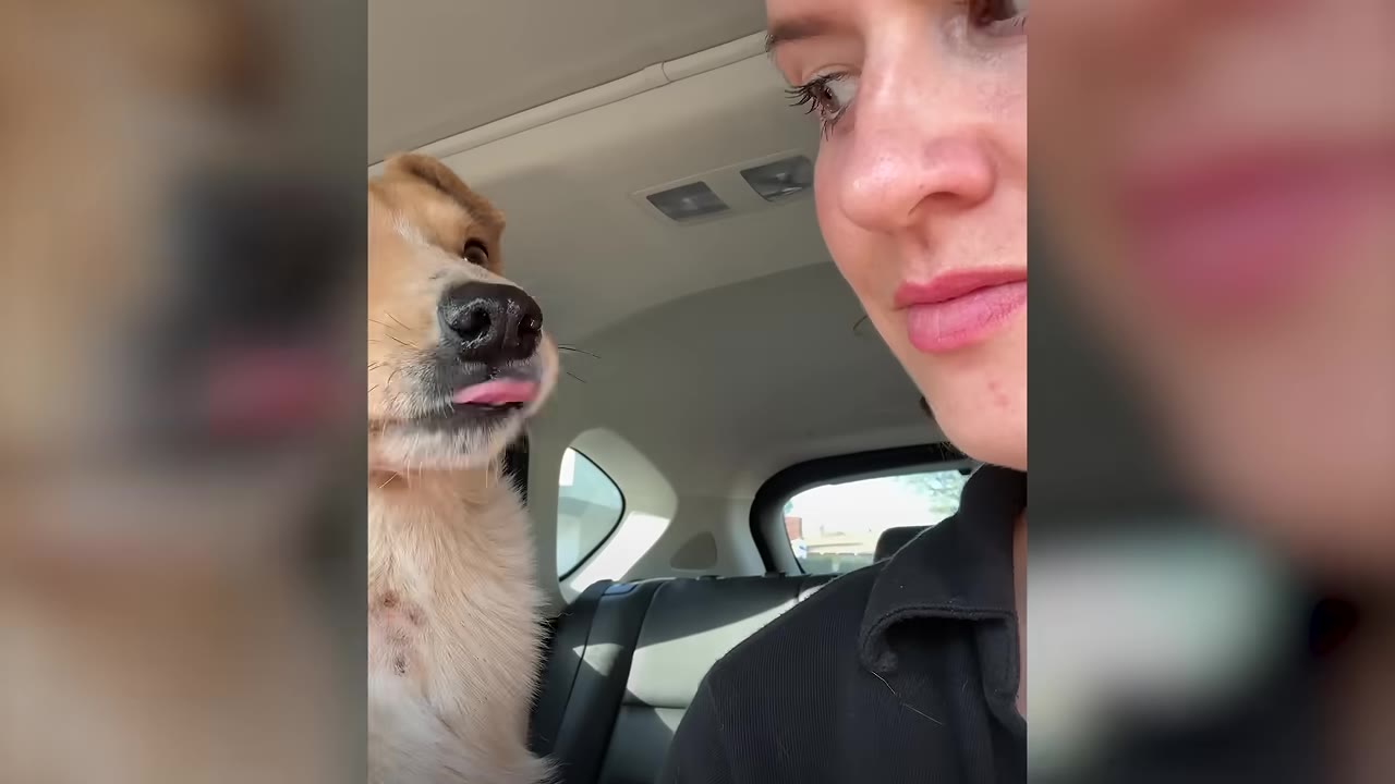A close-up profile of a woman looking gently at a light brown dog sitting in the back seat of a car as it licks its nose.