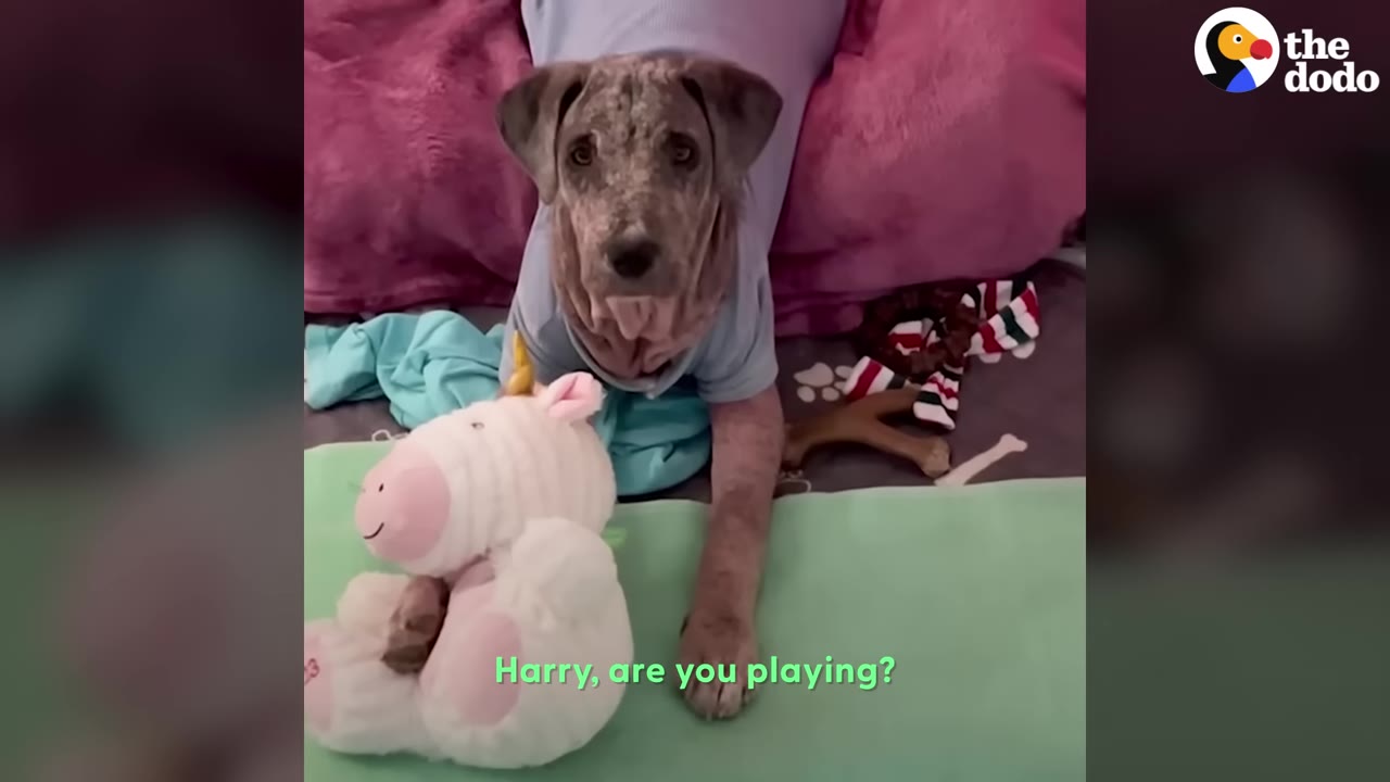 A speckled grey dog wearing a light blue shirt lies down on a dog bed next to a plush unicorn toy, looking directly at the camera.