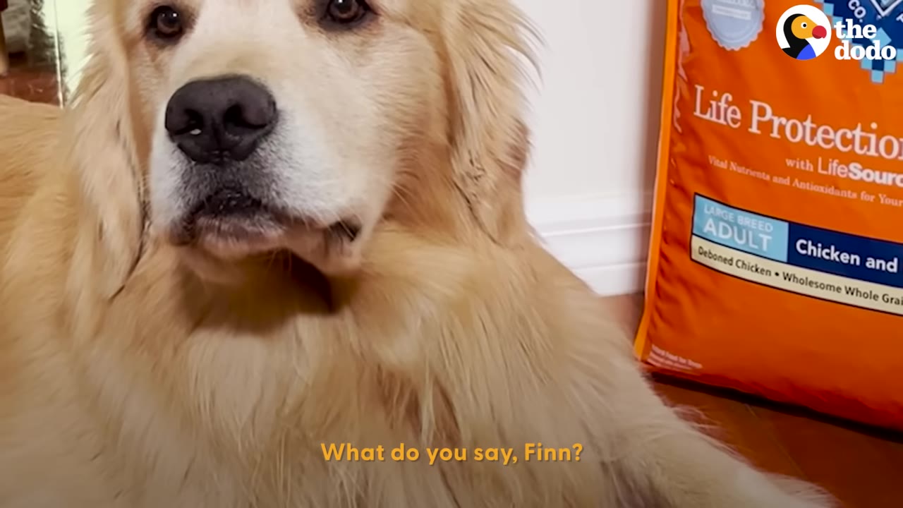 A close-up view of a golden retriever named Finn sitting next to an orange bag of dog food.