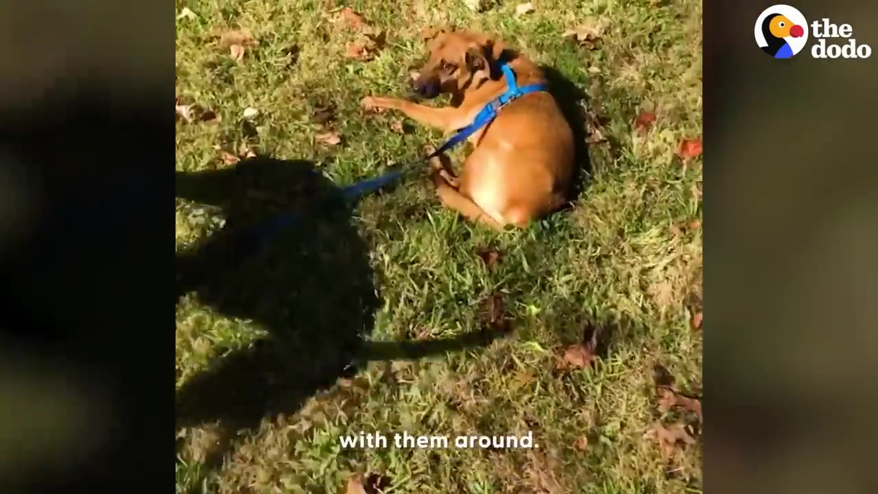 A brown dog wearing a blue harness lies on the grass while attached to a leash, with another dog's shadow visible nearby.