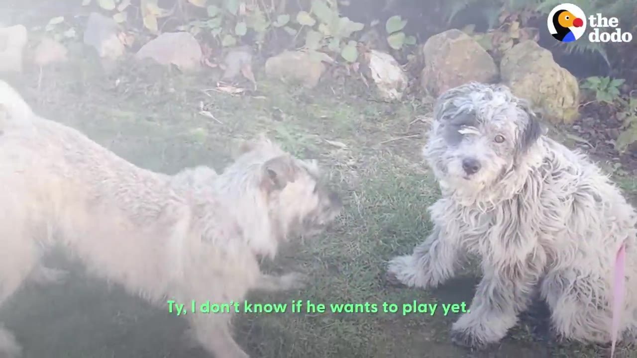 A light-colored dog and a fluffy grey dog interact on the grass in a backyard.