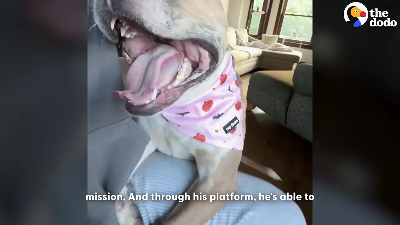 A close-up shot of a tan and white dog wearing a pink bandana with pumpkins on it, opening its mouth wide in a happy expression.