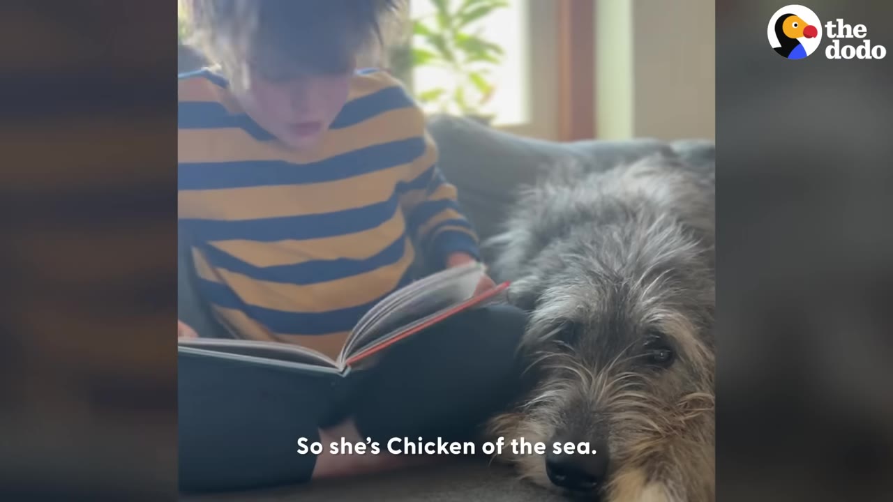 A young boy in a yellow and blue striped shirt sits on a couch reading a book next to a large, scruffy grey dog resting its head.