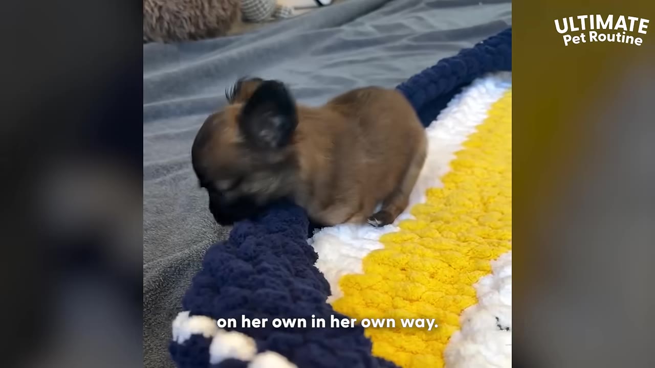 A small brown puppy with dark ears sits on a blue, white, and yellow knit blanket.