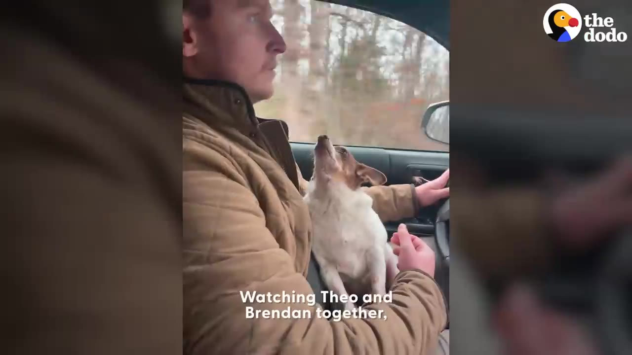 A small brown and white dog sits inside a man's coat on his lap in a car, looking up toward the man's chin.