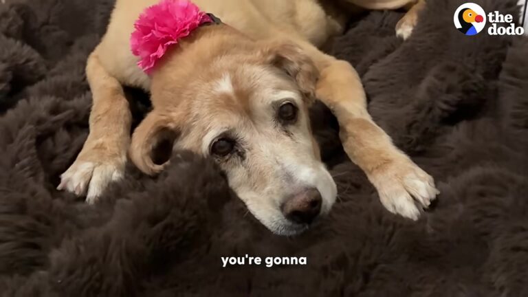 Oklahoma Foster Mom Learned Her Senior Dog’s Diagnosis, And What She Did Next Was Deeply Personal