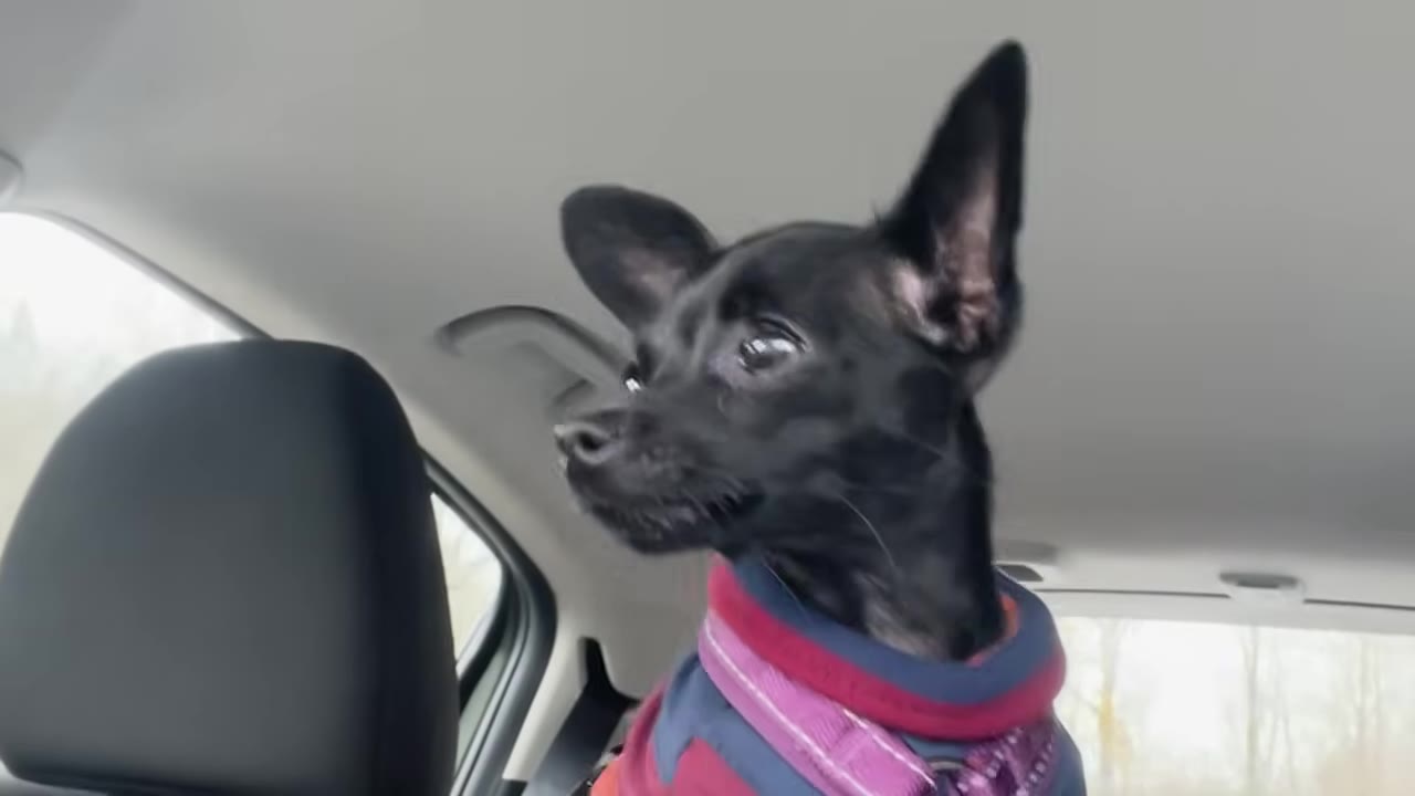A small black dog with large pointed ears wearing a fleece jacket looks intently to the side inside a car.