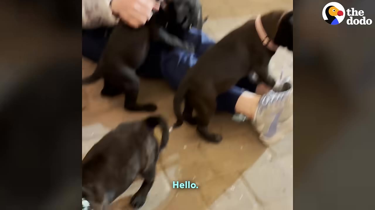 Three small black puppies eagerly climb on and play around a person sitting on the floor.