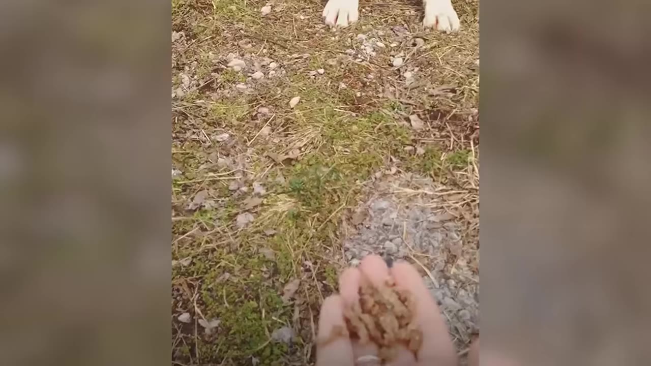 A first-person perspective of a hand holding dog food, with a dog's front paws visible at a distance on the grassy ground.