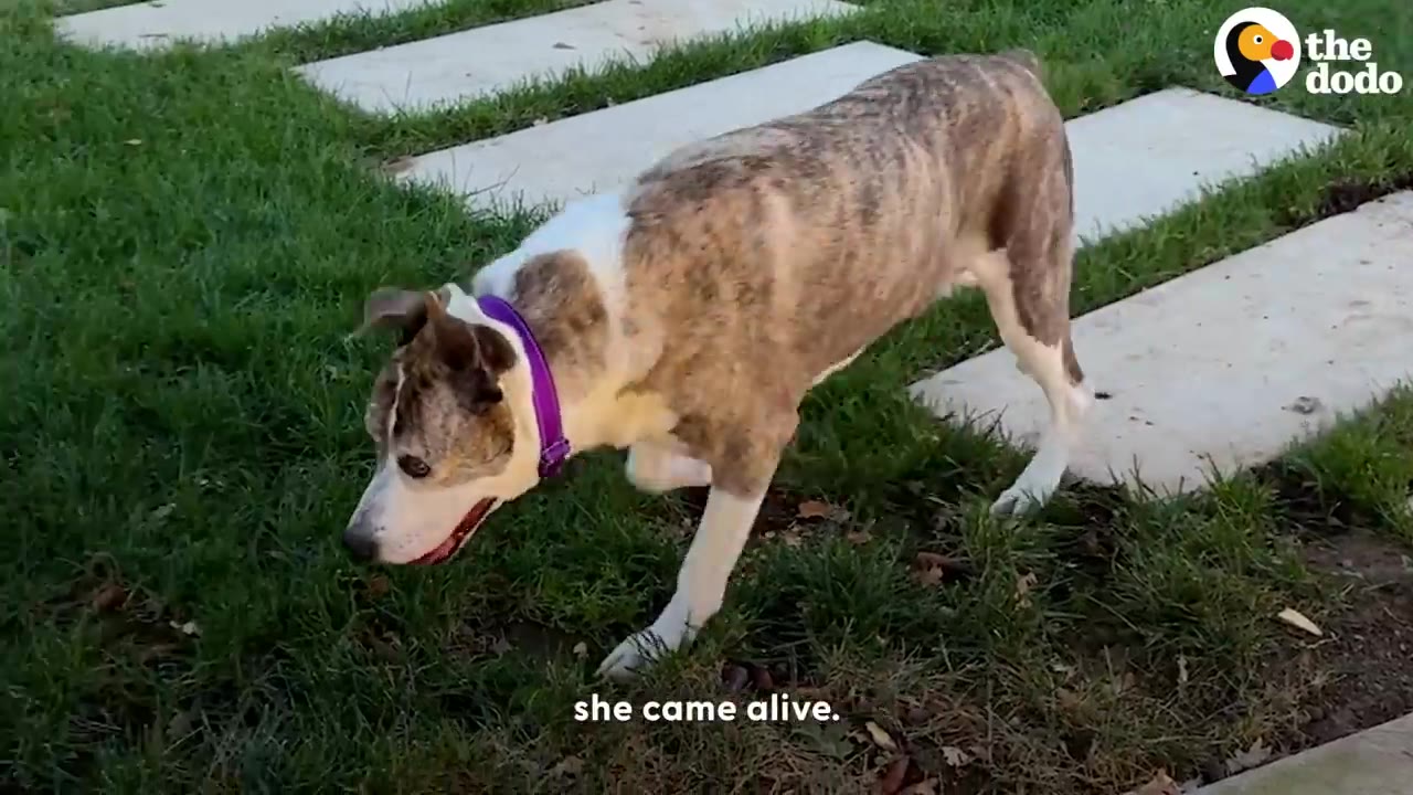 A brindle and white dog wearing a purple collar walks on a green lawn next to stone pavers.