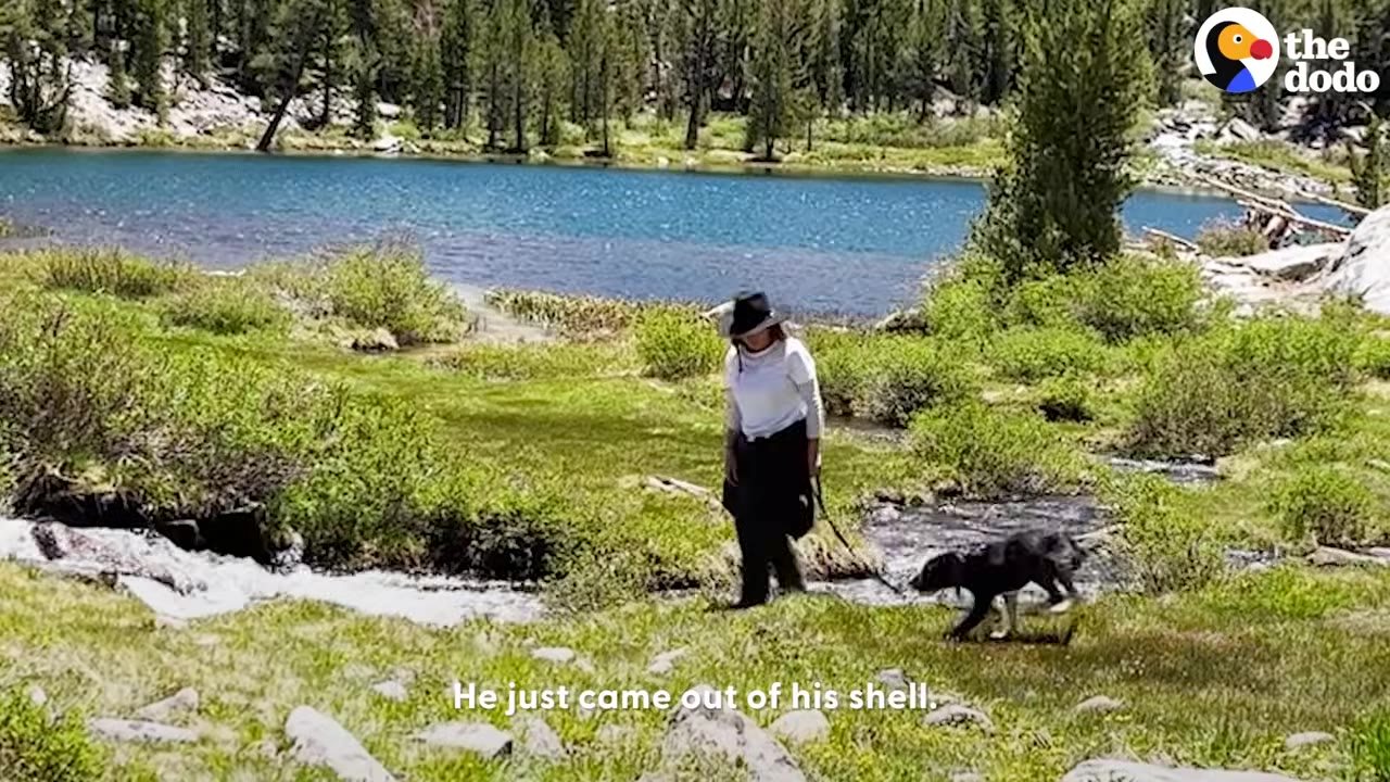 A woman wearing a hat walks a small black dog on a leash through a grassy meadow near a lake.