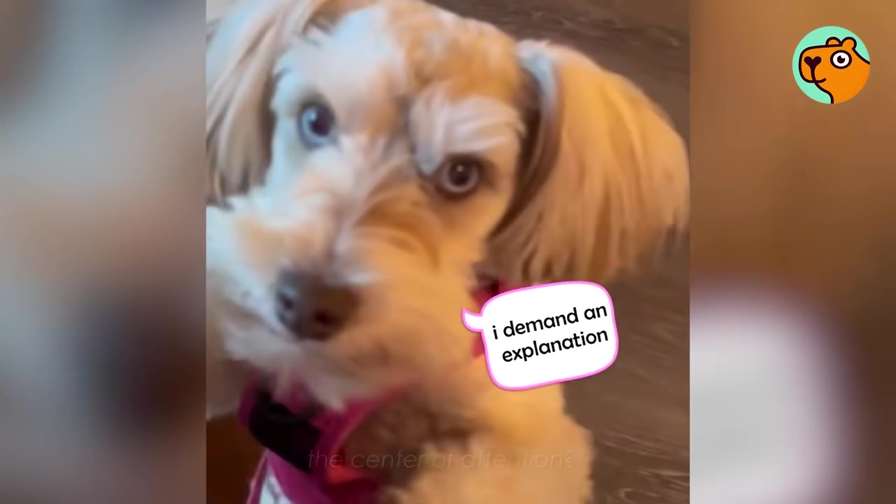 A close-up of a small, fluffy light-colored dog wearing a pink harness and looking directly at the camera with an intense expression.