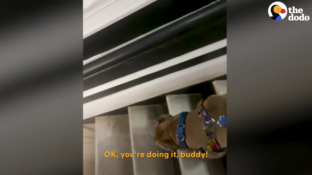 A tan dog wearing a blue collar and colorful harness climbing up a flight of stairs.