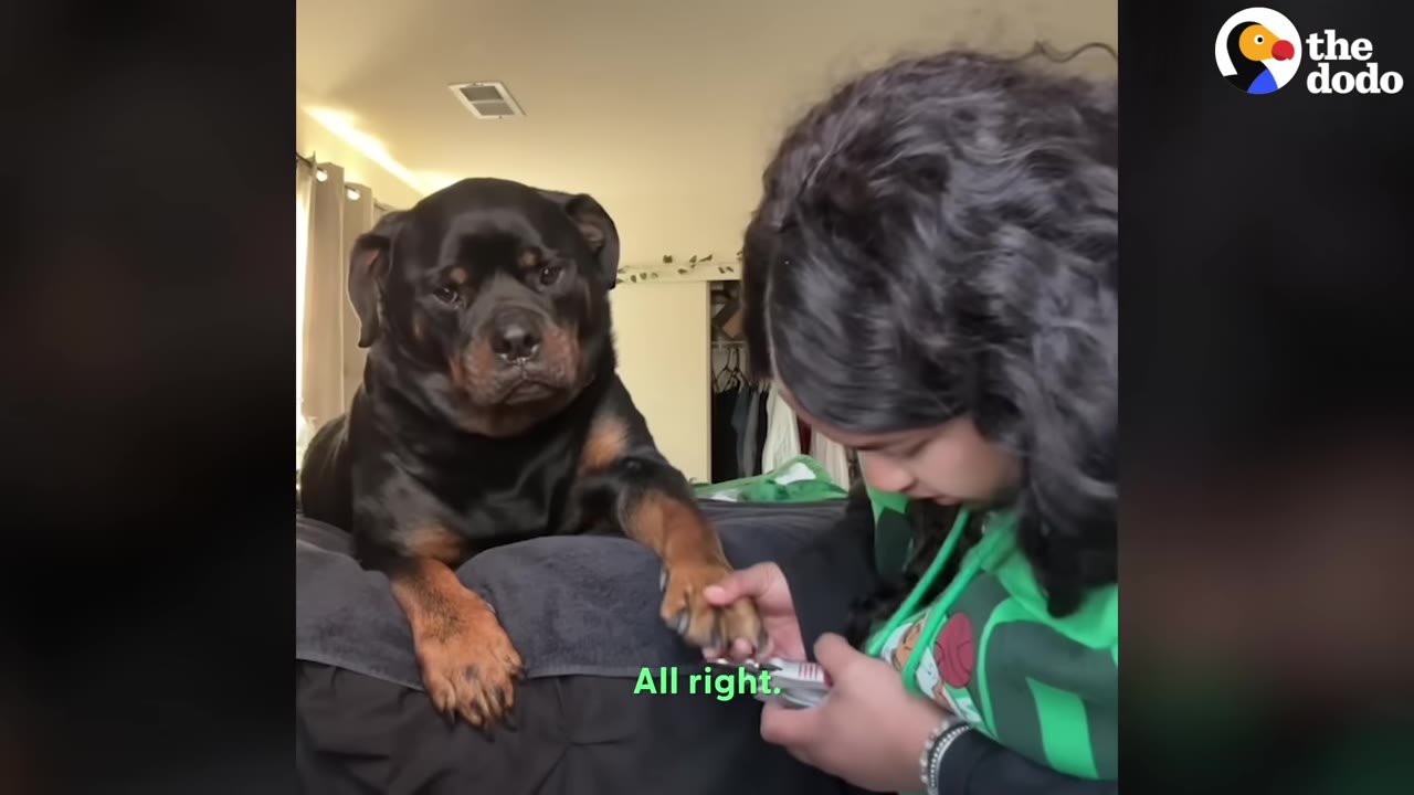 A woman carefully using nail clippers on a Rottweiler's paw as the dog watches quietly.