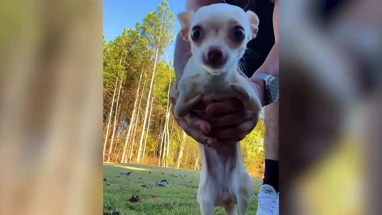A small white Chihuahua being held upright outside in front of a grassy yard lined with tall pine trees.