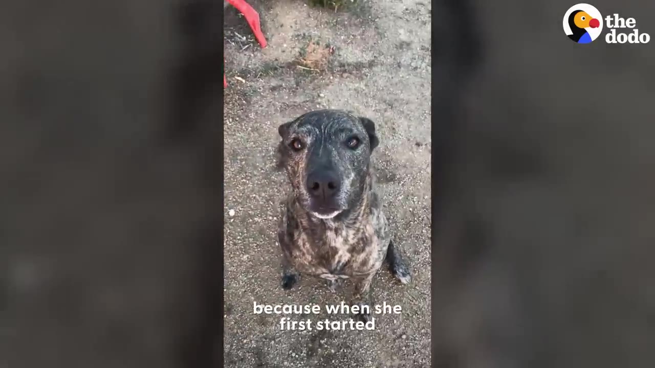 A brindle dog sitting on dirt outdoors and looking directly into the camera.