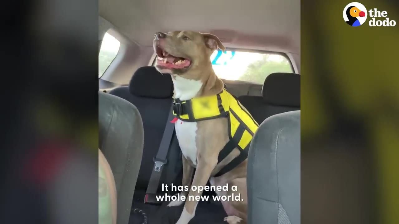 A brown and white dog wearing a yellow vest sits happily in the back seat of a car.