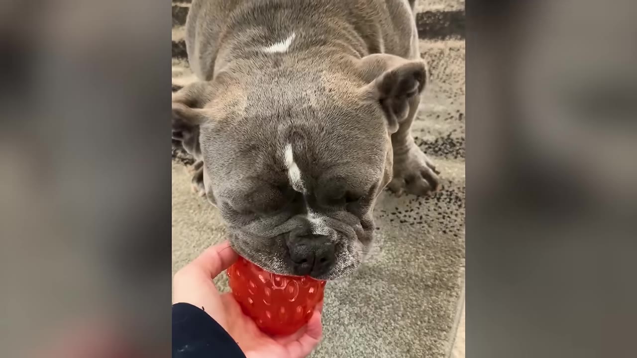A gray bulldog sniffing a red textured ball held in a person's hand.