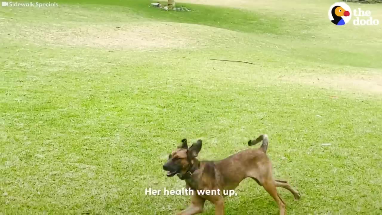 A brown dog happily running across a grassy green lawn.