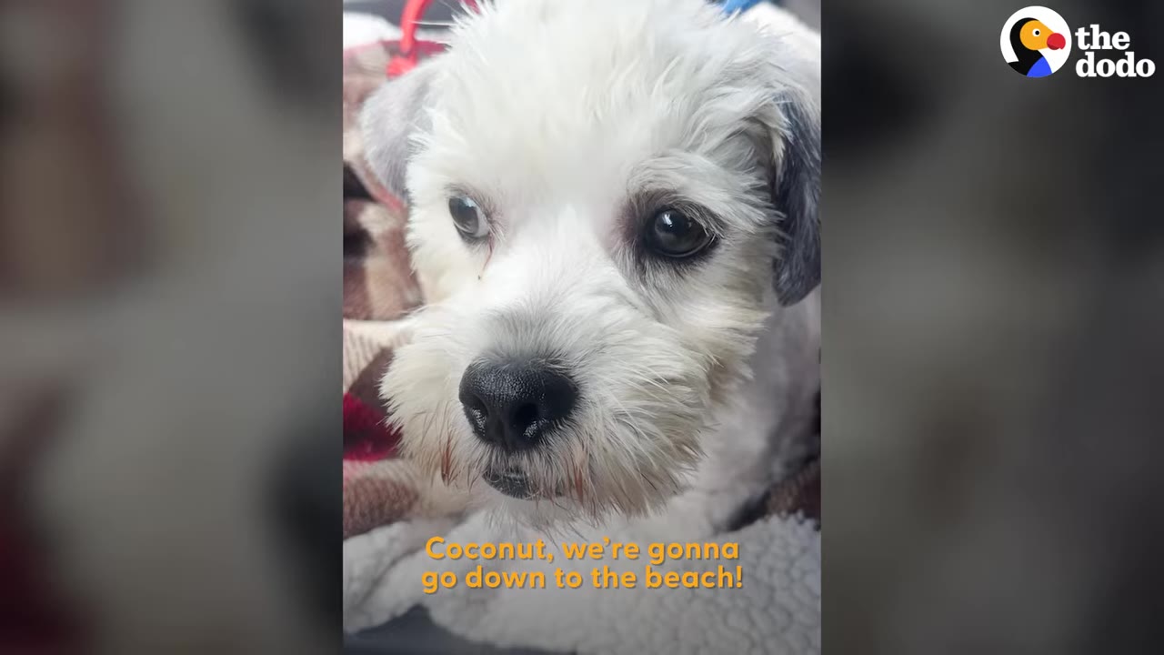 A close-up shot of a small white dog named Coconut looking gently towards the side.