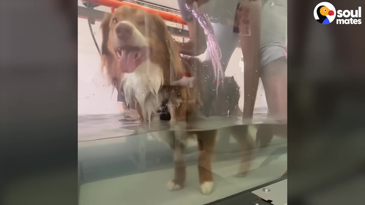 A brown and white dog walks on an underwater treadmill during a physical therapy session.