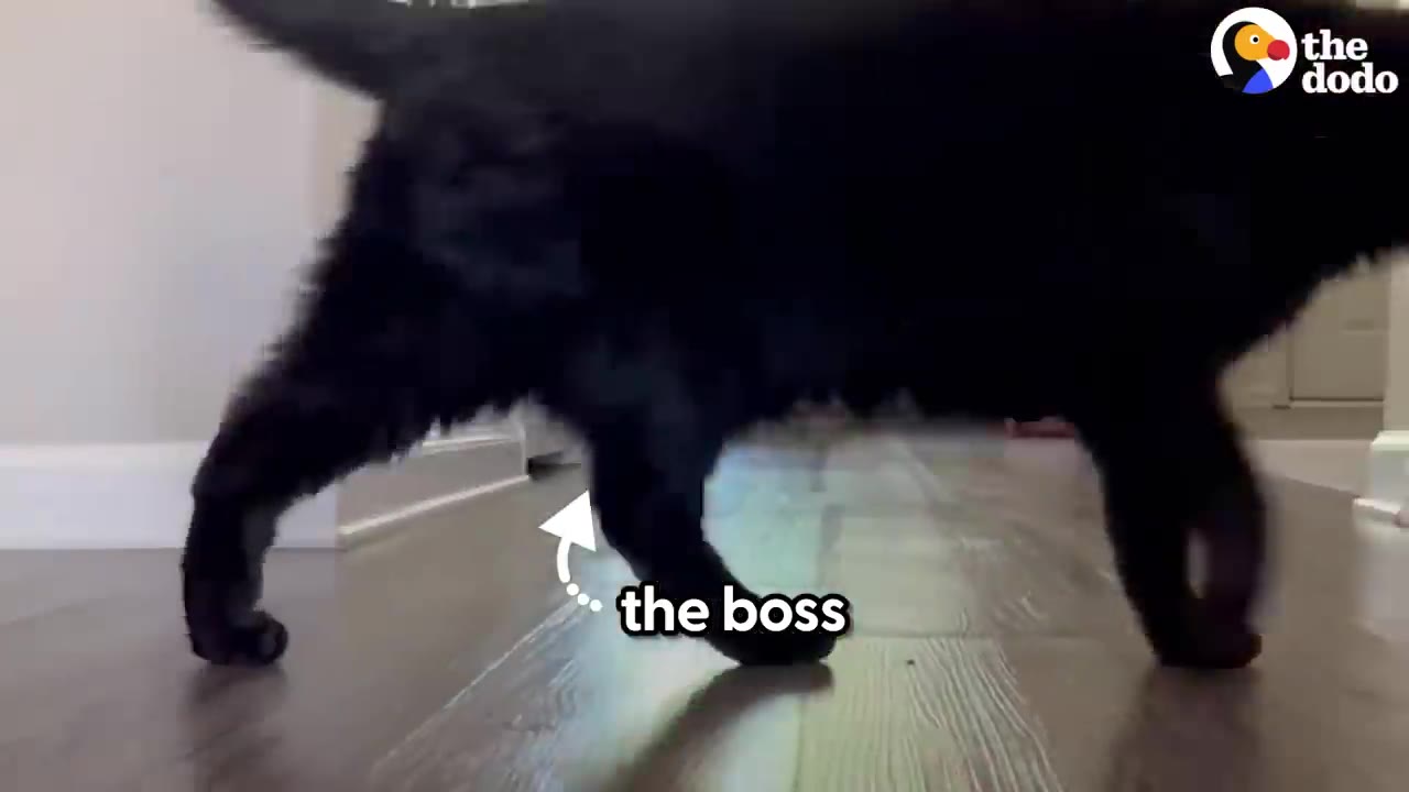 A black cat walking across a wooden floor with a text overlay pointing to it that reads 'the boss'.