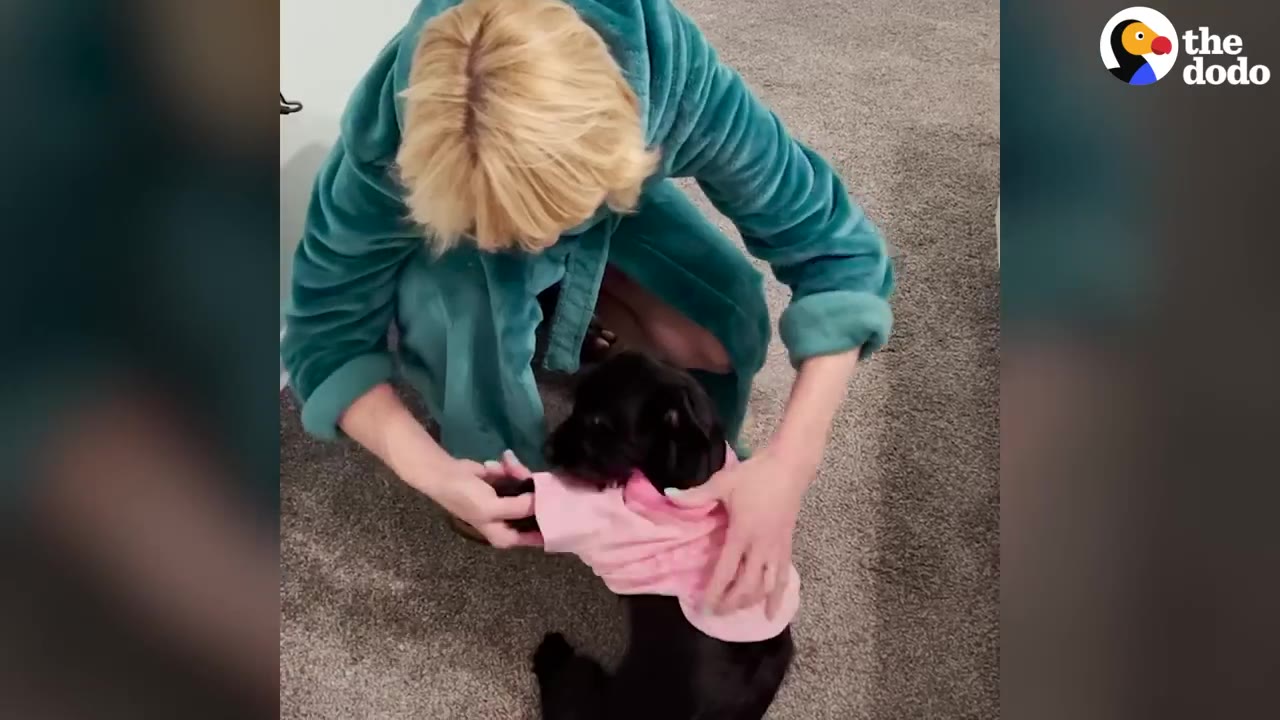 A woman wearing a teal robe puts a pink pajama shirt onto a small black dog.
