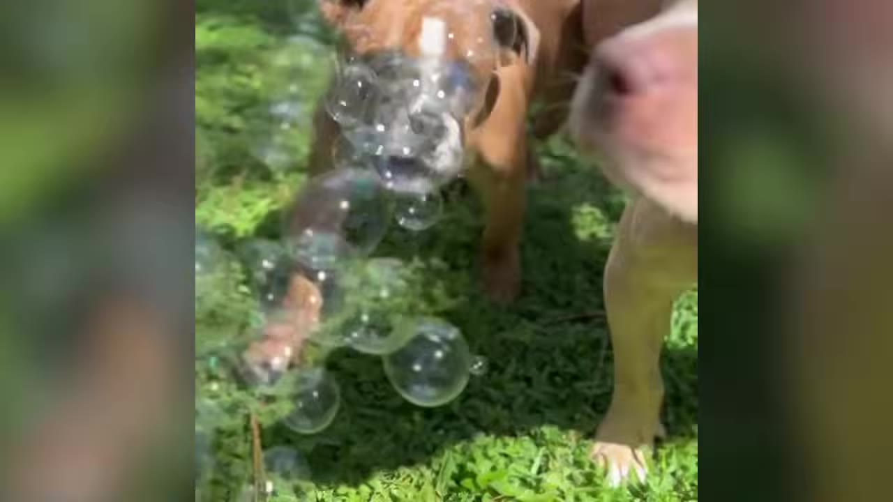 A brown dog popping floating bubbles outdoors on the grass.