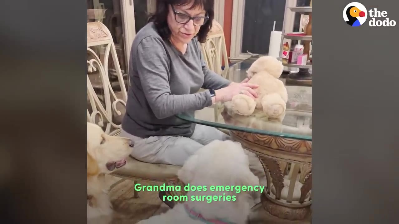 A woman wearing glasses sits at a glass table, sewing a plush teddy bear while two golden retrievers watch her attentively.